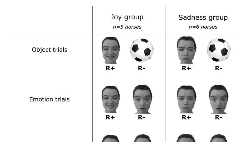 Horses can learn to identify joy and sadness against other basic emotions from human facial expressions