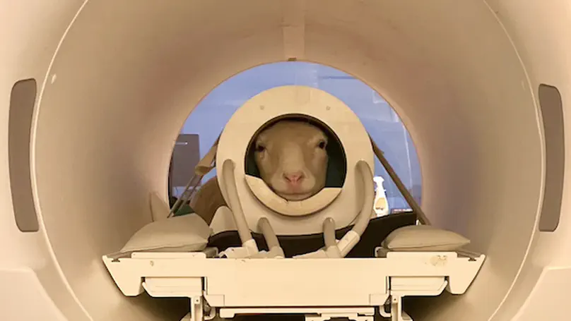 Sheep (Ovis aries) training protocol for voluntary awake and unrestrained structural brain MRI acquisitions